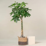 Arborele Banilor (Pachira Aquatica), Tulpina Impletita - 155 cm