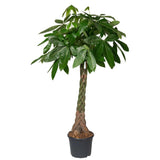 Arborele Banilor (Pachira Aquatica), Tulpina Impletita - 155 cm