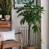 Arborele Banilor (Pachira Aquatica), Tulpina Impletita - 190 cm