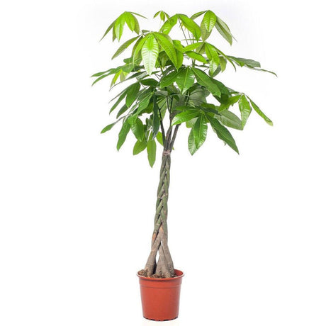 Arborele Banilor (Pachira Aquatica), Tulpina Impletita - 190 cm