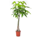 Arborele Banilor (Pachira Aquatica), Tulpina Impletita - 190 cm