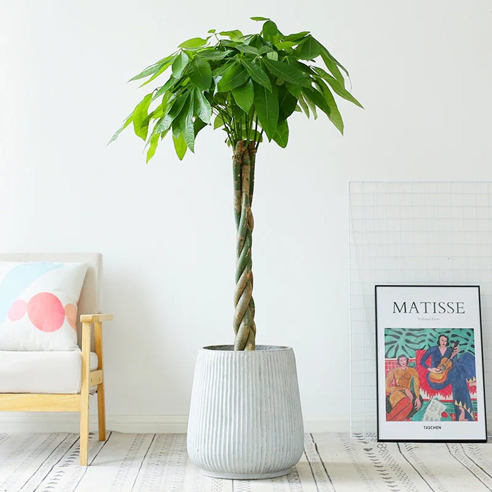 Arborele Banilor (Pachira Aquatica), Tulpina Impletita - 120 cm