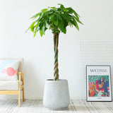 Arborele Banilor (Pachira Aquatica), Tulpina Impletita - 120 cm