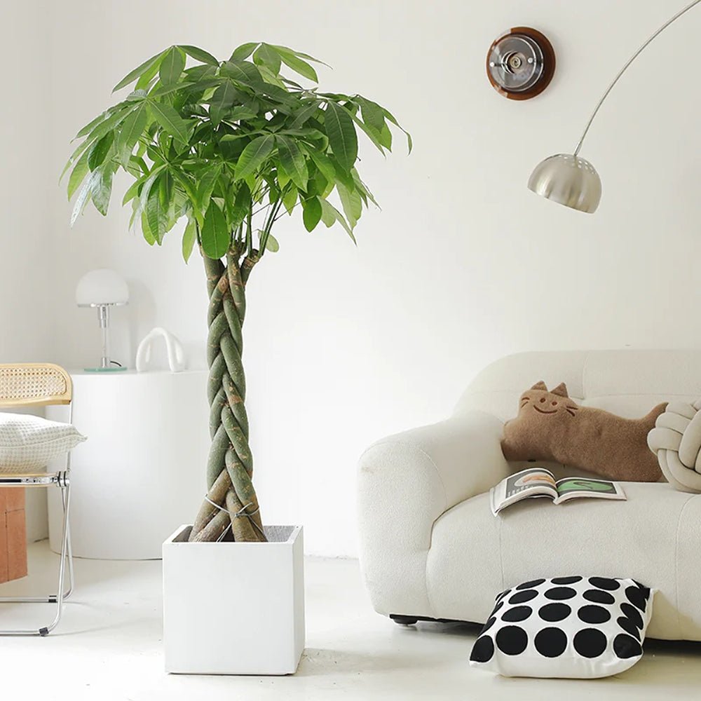 Arborele Banilor (Pachira Aquatica), Tulpina Impletita - 120 cm