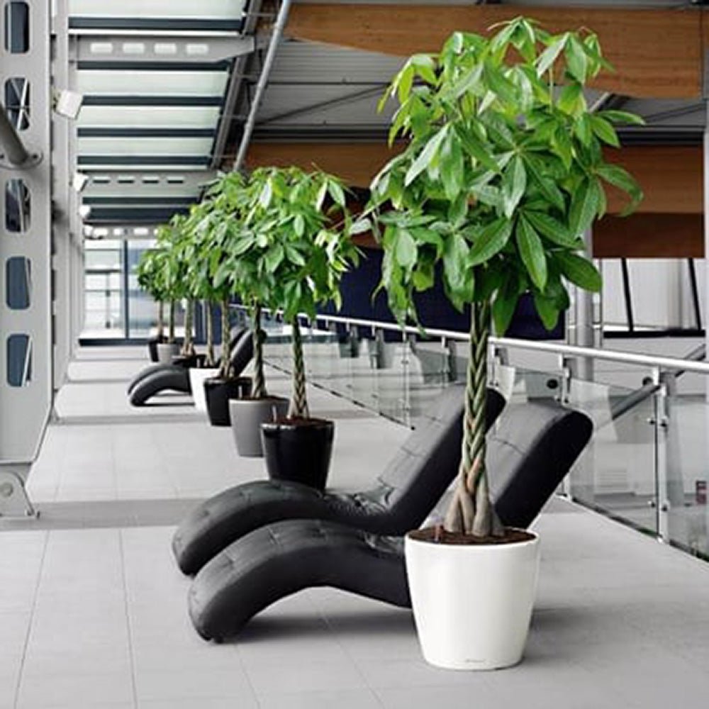 Arborele Banilor (Pachira Aquatica), Tulpina Impletita - 140-150 cm