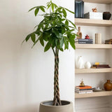 Arborele Banilor (Pachira Aquatica), Tulpina Impletita - 160 cm