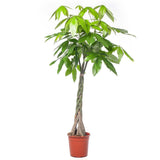 Arborele Banilor (Pachira Aquatica), Tulpina Impletita - 160 cm