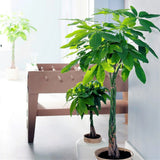 Arborele Banilor (Pachira Aquatica), Tulpina Impletita - 160 cm