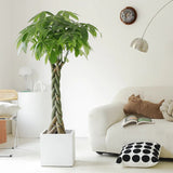 Arborele Banilor (Pachira Aquatica), Tulpina Impletita - 160 cm