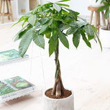 Arborele Banilor (Pachira Aquatica), Tulpina Impletita - 55 cm