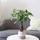 Arborele Banilor (Pachira Aquatica), Tulpina Impletita - 40-45 cm