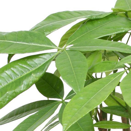 Парично дърво (Pachira Aquatica), плетено стъбло - 40-45 см
