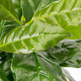 Arborele de Cafea - 45 cm