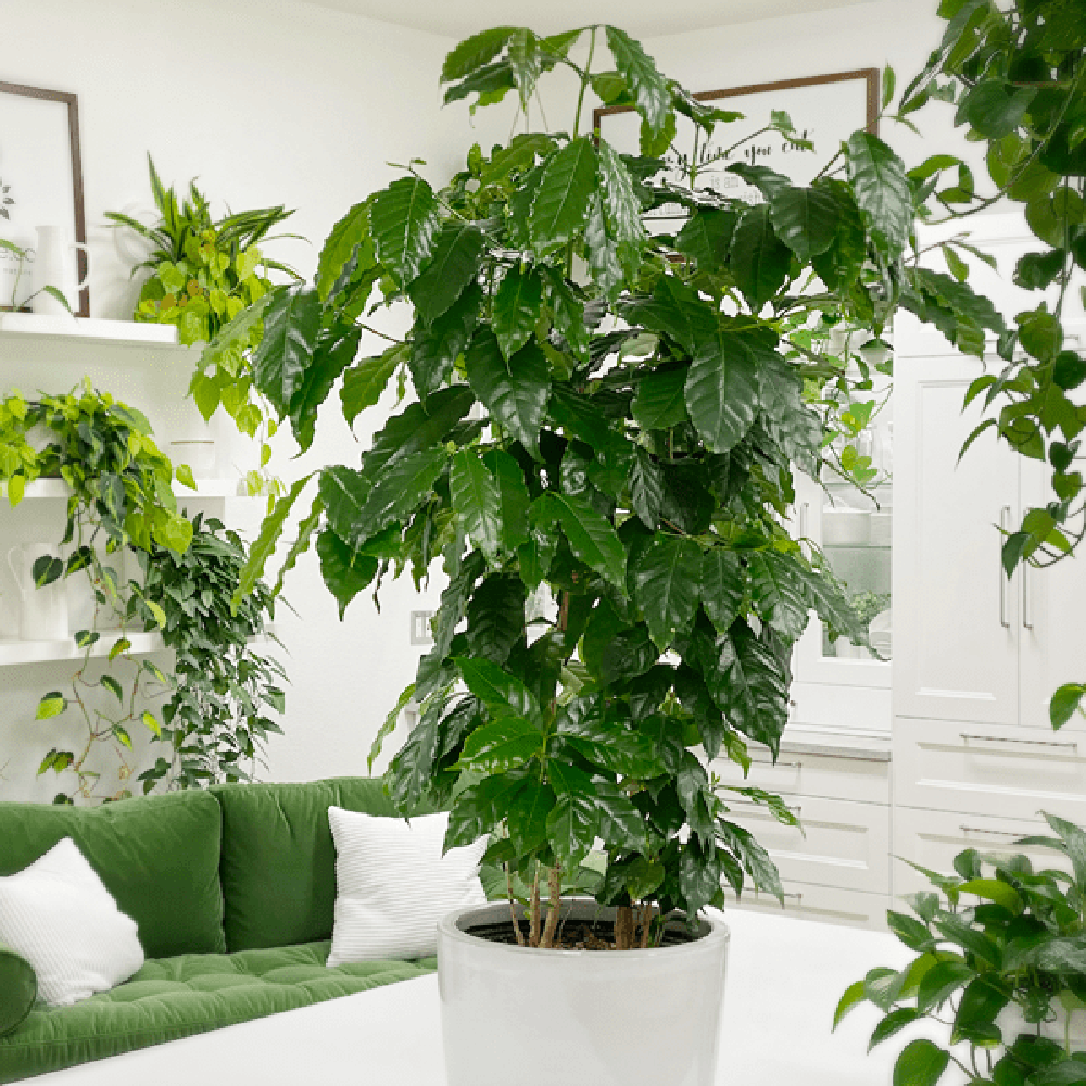 Arborele de Cafea - 45 cm