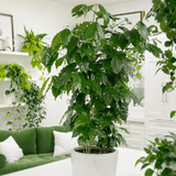 Arborele de Cafea - 45 cm