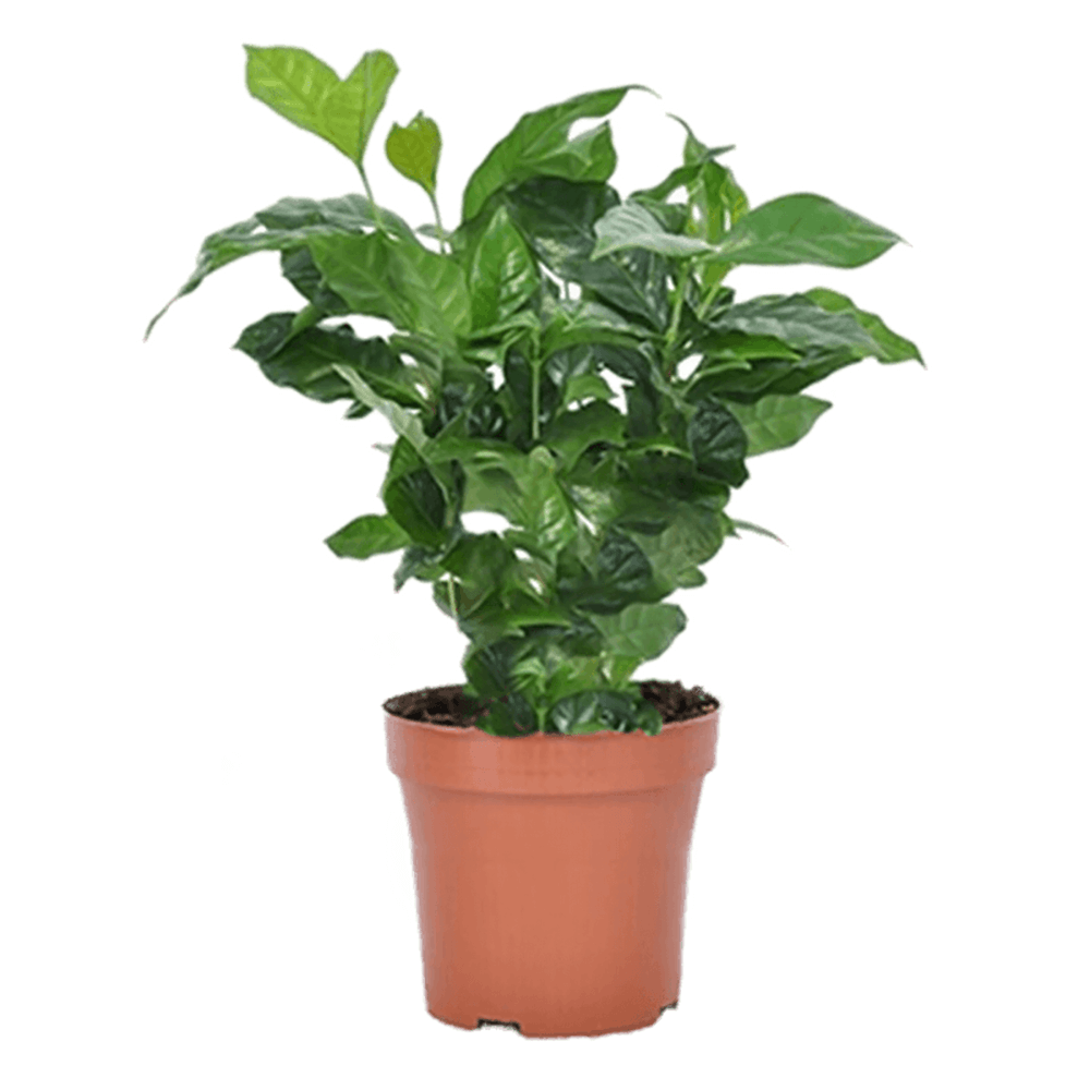 Arborele de Cafea - 45 cm