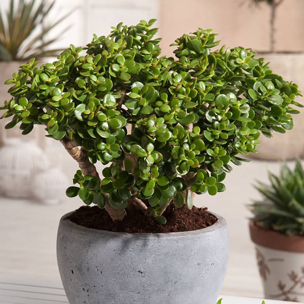 Arborele de Jad (Crassula Ovata) - 21 cm - VERDENA-21 cm inaltime, livrat in ghiveci de 2 l