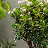 Arborele de Jad (Crassula Ovata) - 21 cm - VERDENA-21 cm inaltime, livrat in ghiveci de 2 l