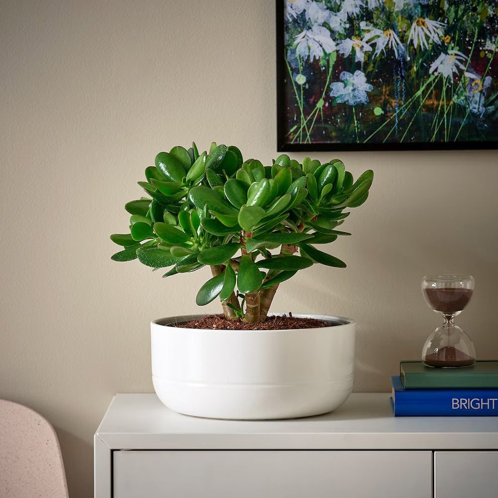 Дърво на Нефрита (Crassula ovata), 20 см – декоративен сукулент, лесен за отглеждане