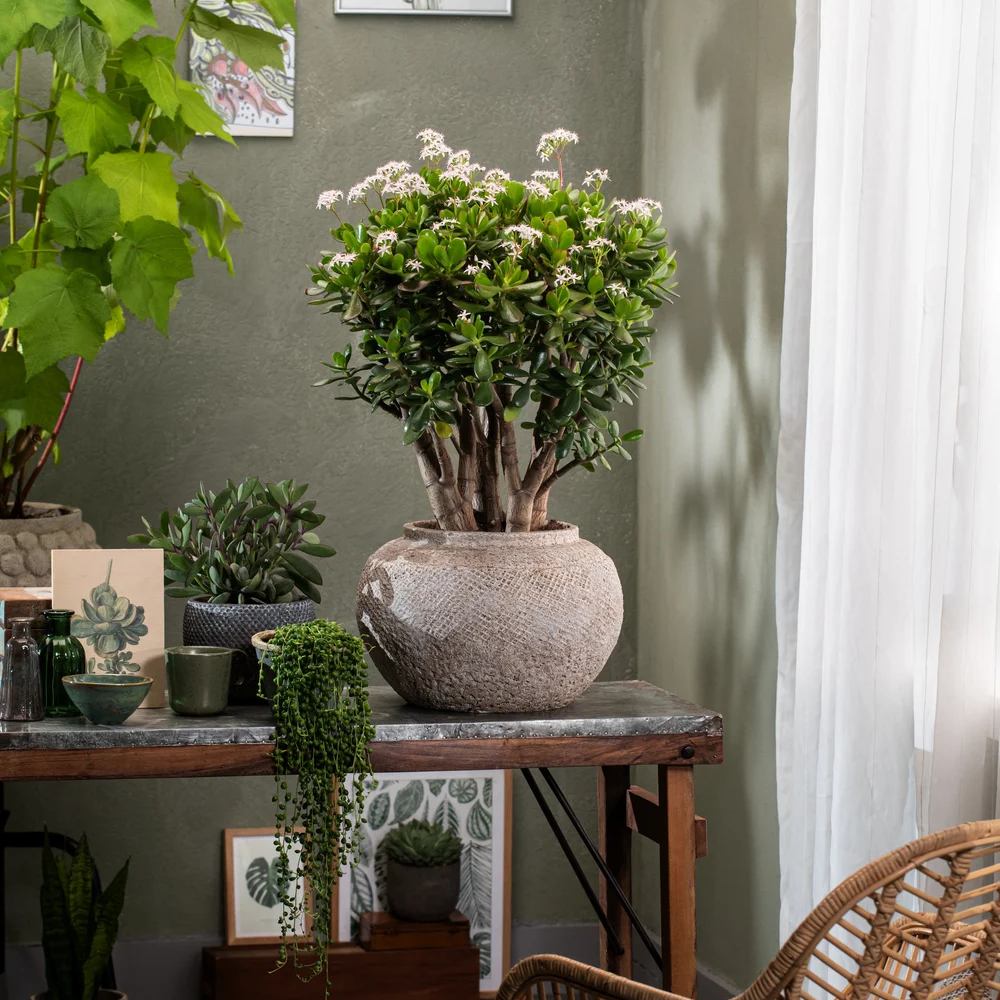 Дърво на Нефрита (Crassula ovata), 20 см – декоративен сукулент, лесен за отглеждане