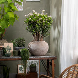 Дърво на Нефрита (Crassula ovata), 20 см – декоративен сукулент, лесен за отглеждане
