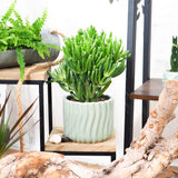 Arborele de Jad (Crassula Ovata) Hobbit - 50 cm