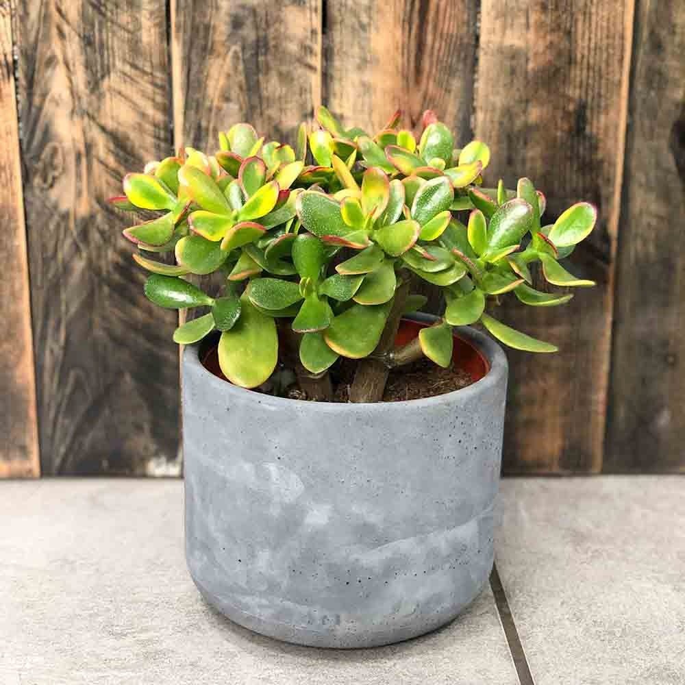 Arborele de Jad (Crassula Ovata Sunset) - 21 cm - VERDENA - 20 - 25 cm inaltime, ghiveci de 1.2 l