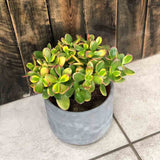 Arborele de Jad (Crassula Ovata Sunset) - 21 cm - VERDENA - 20 - 25 cm inaltime, ghiveci de 1.2 l