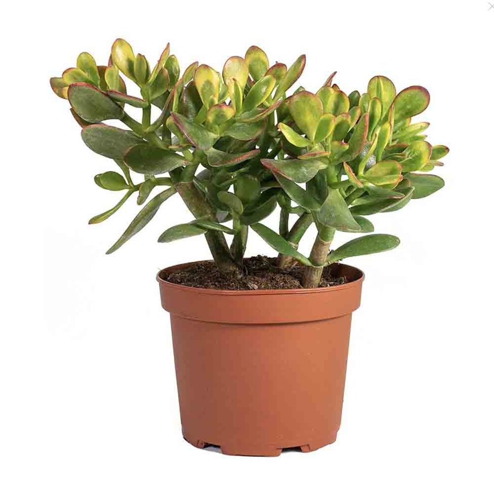 Arborele de Jad (Crassula Ovata Sunset) - 21 cm - VERDENA - 20 - 25 cm inaltime, ghiveci de 1.2 l