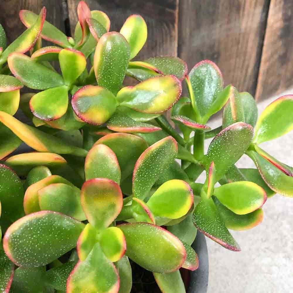 Arborele de Jad (Crassula Ovata Sunset) - 21 cm - VERDENA - 20 - 25 cm inaltime, ghiveci de 1.2 l