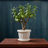 Arborele de Jad Magical Tree (Crassula Magical Tree) - 25 cm