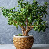 Arborele de Jad Magical Tree (Crassula Magical Tree) - 25 cm