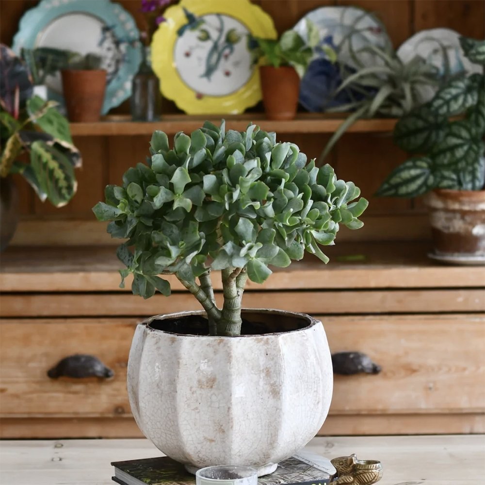 Arborele de Jad Magical Tree (Crassula Magical Tree) - 25 cm