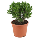 Arborele de Jad XL (Crassula Ovata) - 50 - 55 cm - VERDENA - 50 - 55 cm inaltime livrat in ghiveci de 12.5 l