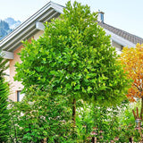 Arborele Lalea (Liriodendron Tulipifera)