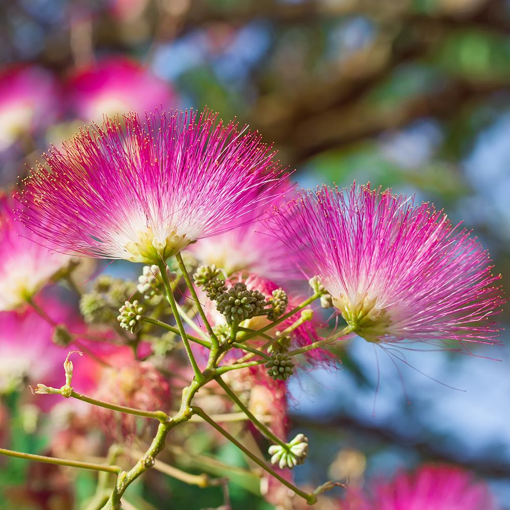 Arborele de Matase Ombrella, cu flori roz