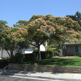 Arborele de Matase Ombrella, cu flori roz