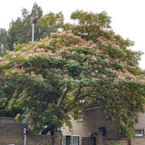 Arborele de Matase Ombrella, cu flori roz