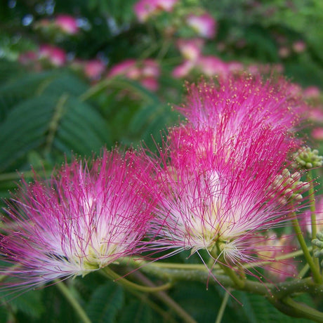 Rosea Silk Tree, с розови цветя