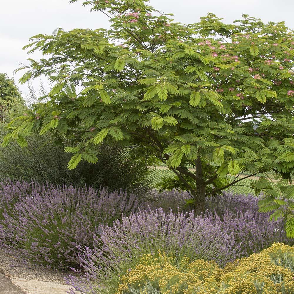 Rosea Silk Tree, с розови цветя
