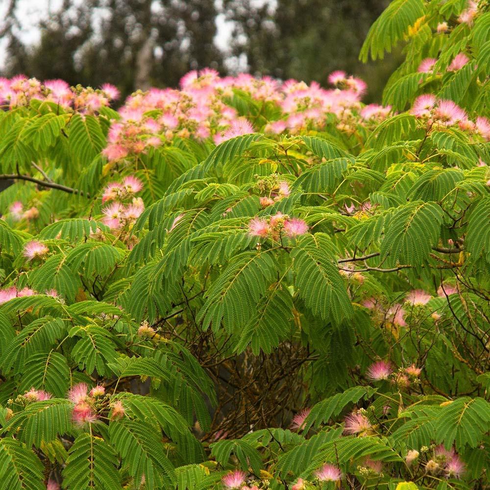 Rosea Silk Tree, с розови цветя