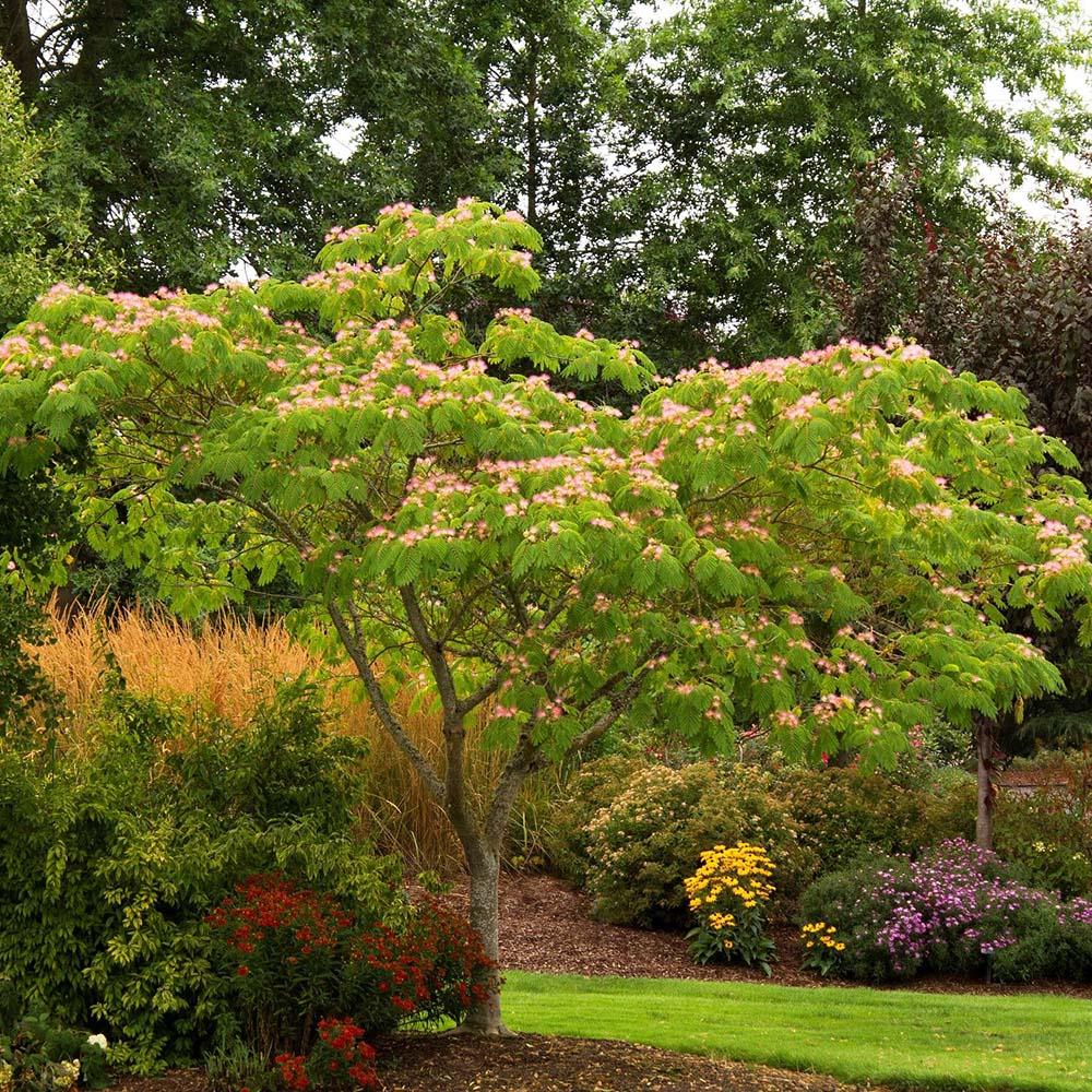 Arborele de Matase Rosea, cu flori roz