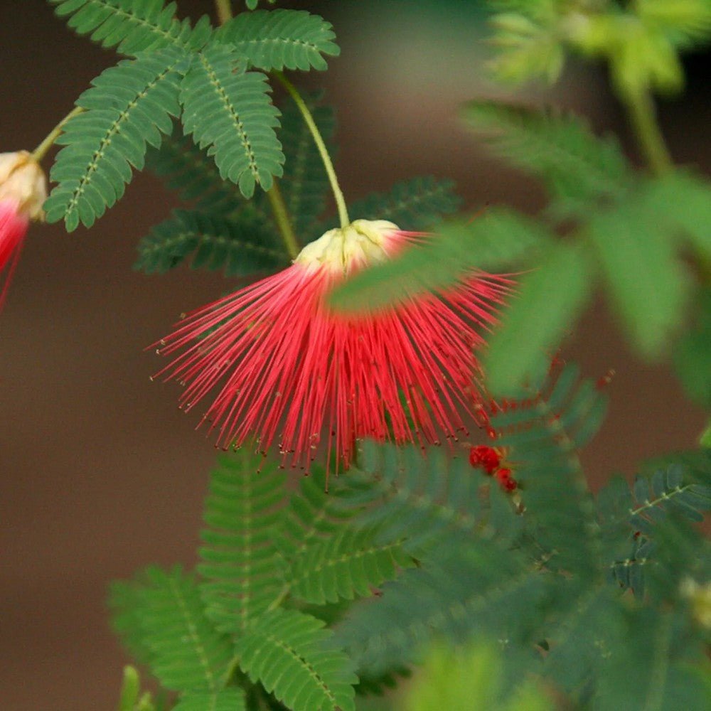 Arborele de Matase Rouge de Tuilière, cu flori rosii