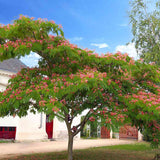 Arborele de Matase Rouge de Tuilière, cu flori rosii