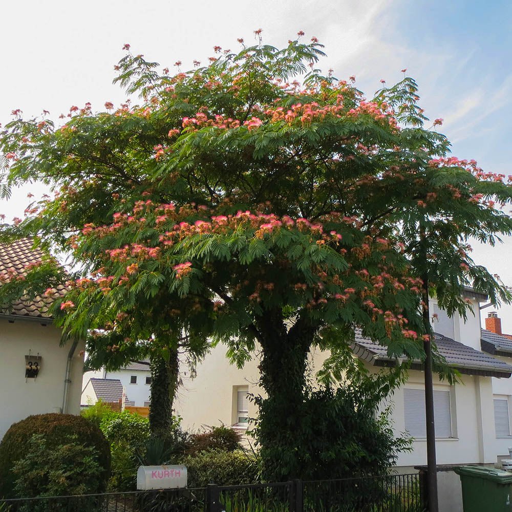 Arborele de Matase Rouge Selection, cu flori roz