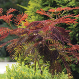 Arborele de Matase Summer Chocolate, cu flori roz