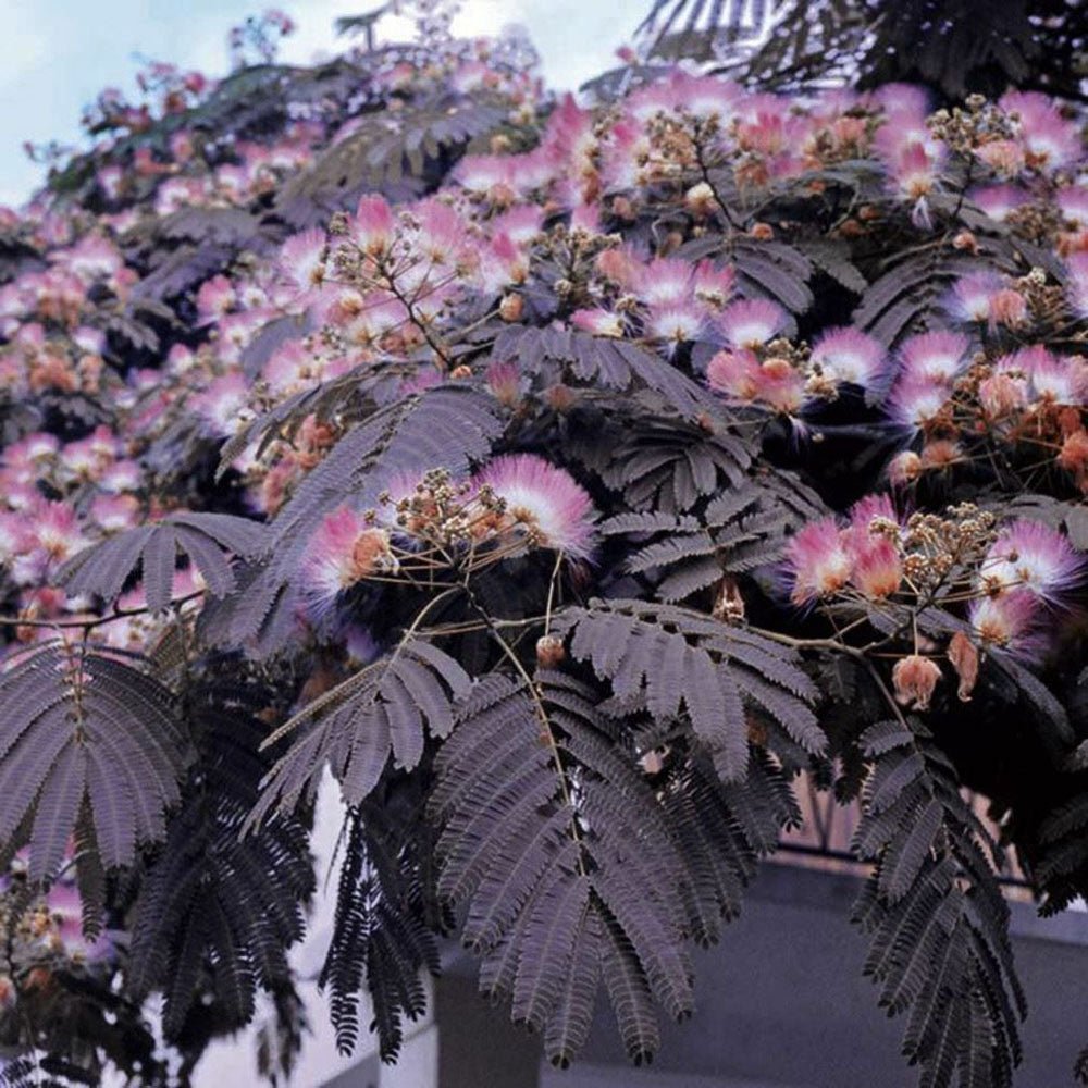 Копринено дърво Albizia Summer Chocolate, с червено-кафяви листа и ароматни цветове, екзотична украса