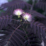 Arborele de Matase Summer Chocolate, cu flori roz