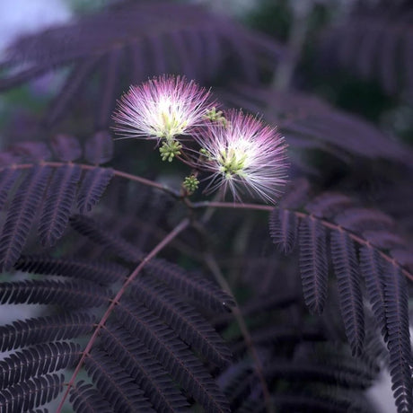 Arborele de Matase Summer Chocolate, cu flori roz