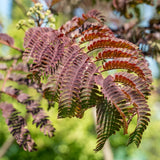 Копринено дърво Albizia Summer Chocolate, с червено-кафяви листа и ароматни цветове, екзотична украса